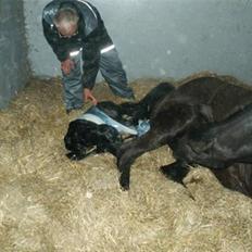 DSP Stillebækkens Wild Future