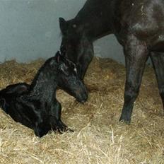 DSP Stillebækkens Wild Future