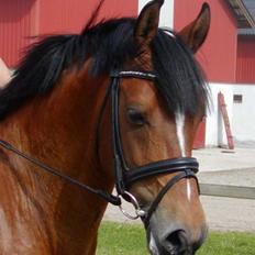 DSP Røgilds kilimanjaro SOLGT