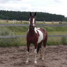 Pinto Cantabella Klejs