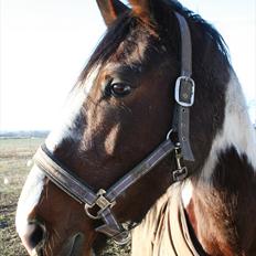 Pinto Cantabella Klejs