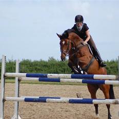 Dansk Varmblod *Bøgelys Cool Cash* B-hest