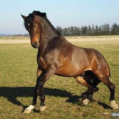 Holstener Landuc B - Duggi