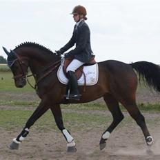 Holstener Landuc B - Duggi