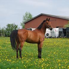 Anden særlig race Pepino