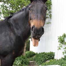 Dansk Varmblod Stella