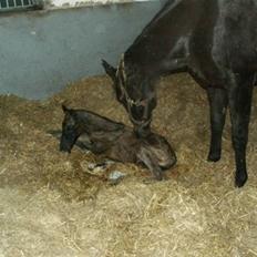 Welsh Partbred (Sec F) Stillebækkens Dayton