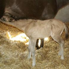 Welsh Partbred (Sec F) Stillebækkens Dayton