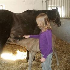 Welsh Partbred (Sec F) Stillebækkens Dayton