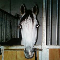 Anden særlig race Grey Beauty... DØD... :'(