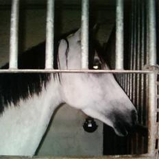 Anden særlig race Grey Beauty... DØD... :'(