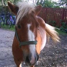 Anden særlig race Sasha 