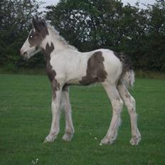Tinker Sky's Bad Bono 