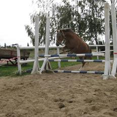 Welsh Mountain (sec A) Spirit<3(har tilredet)<3