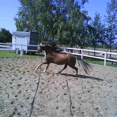 Welsh Mountain (sec A) Spirit<3(har tilredet)<3