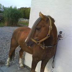 Welsh Mountain (sec A) Spirit<3(har tilredet)<3