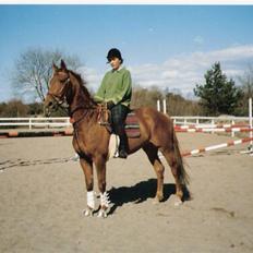 Dansk Varmblod Gritt- Rip smukke himmelhest??