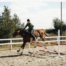 Dansk Varmblod Gritt- Rip smukke himmelhest??