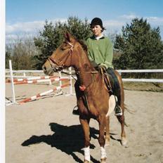 Dansk Varmblod Gritt- Rip smukke himmelhest??