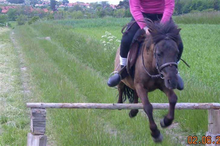 Shetlænder Black Action  billede 5