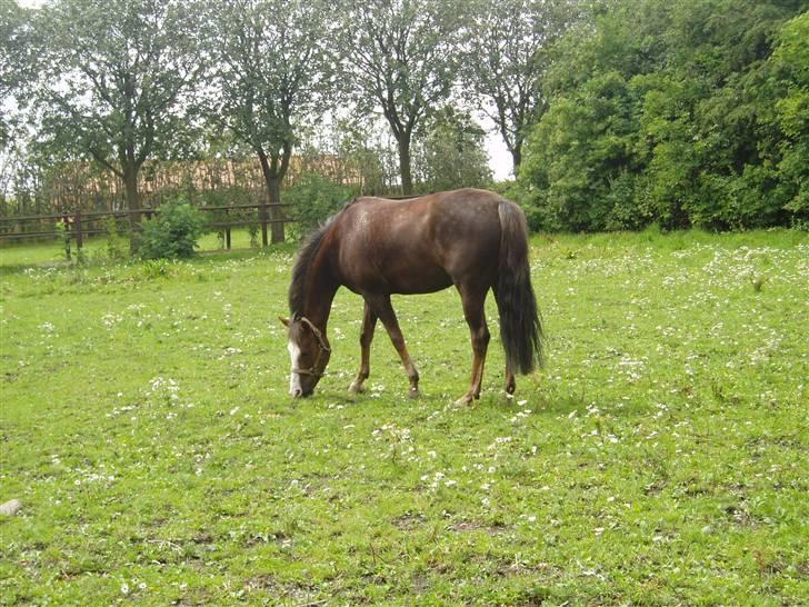 Hollandsk Sportspony Happy, dressur pony:D - på fold billede 4