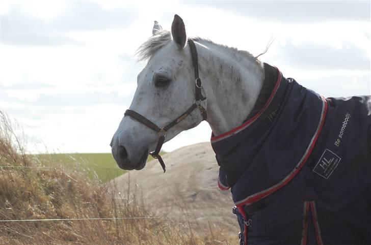 Dansk Varmblod Antares - Så Smuk !  billede 2