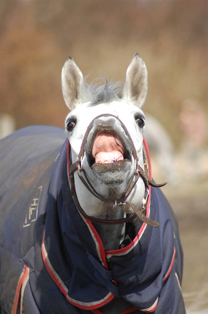 Dansk Varmblod Antares - Anton dit lille æsel :b billede 3