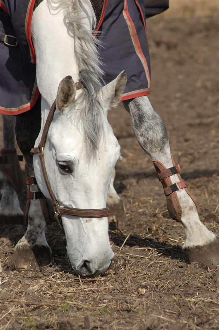 Dansk Varmblod Antares - Hvor er du SMUK Anni ! <3 billede 4