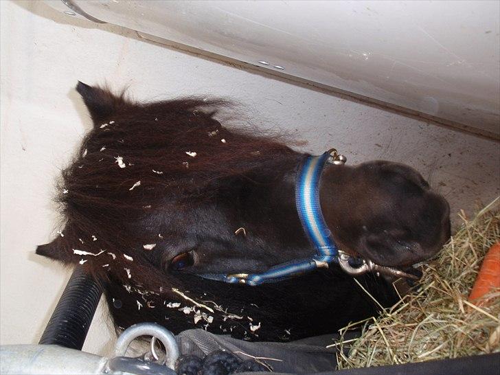 Shetlænder Ejstrups Akeno - såå jeg klar til og køre,  billede 20