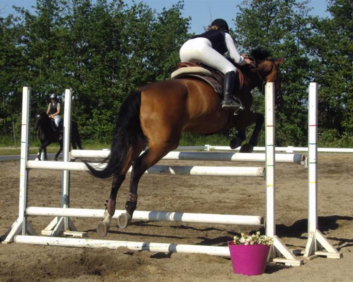 Svensk Varmblod Felicity (swb) solgt ;/ - mig og f på opvarmning du den bedste<3 billede 12