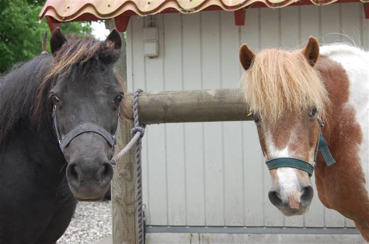 Anden særlig race Lotte - Lotte (t.v) Lady (t.h) billede 12