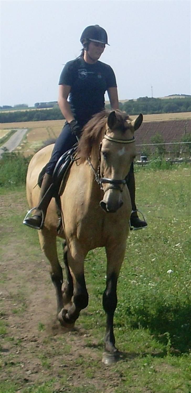 Palomino Enggaardens Anja billede 2