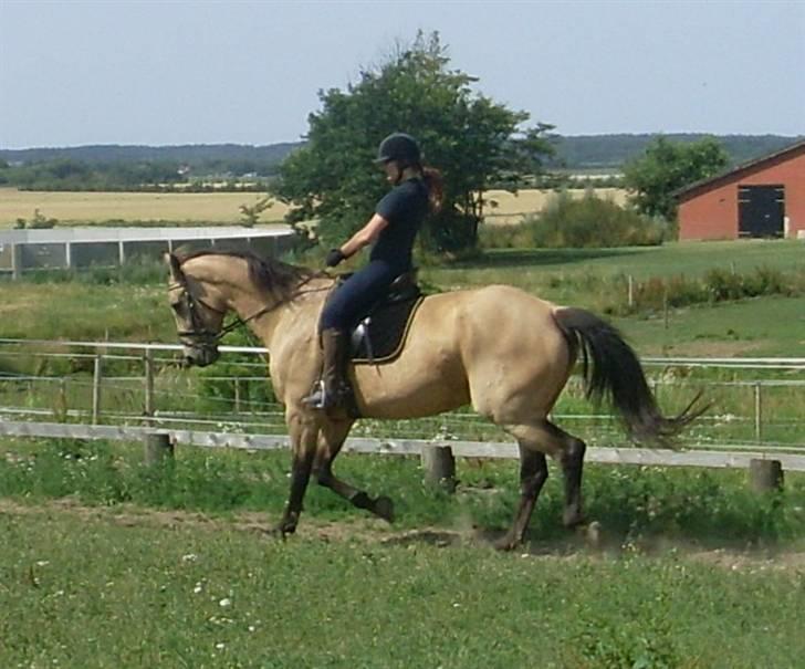 Palomino Enggaardens Anja billede 3