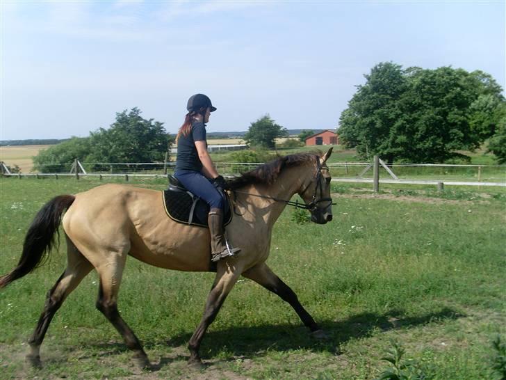 Palomino Enggaardens Anja billede 4