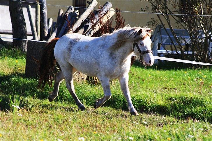 Anden særlig race Mickey Blue Eyes  - Lækker trav / lækker pony :D *foto:Stine* billede 3