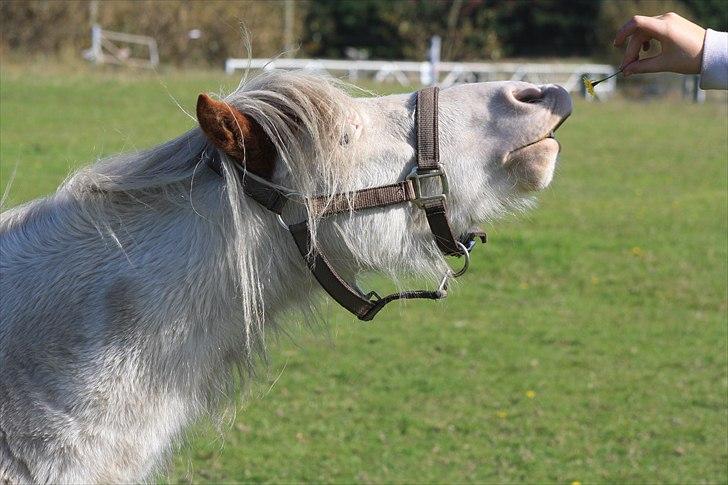 Anden særlig race Mickey Blue Eyes  - mickey og blomsten :´D synes han er held vild sød der :´)<33 *foto:Stine* billede 5