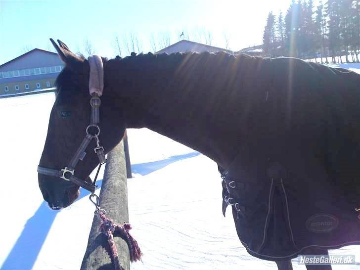 Anden særlig race Færch's Lady | gl. part. R.I.P  - Lige meget hvor nervøs jeg var for at starte stævne, gjorde jeg det kun fordi jeg stolte på dig. dagen inden vores første regions stævne, flettet, fin og klar <3 åh jeg savner dig mulle! billede 8