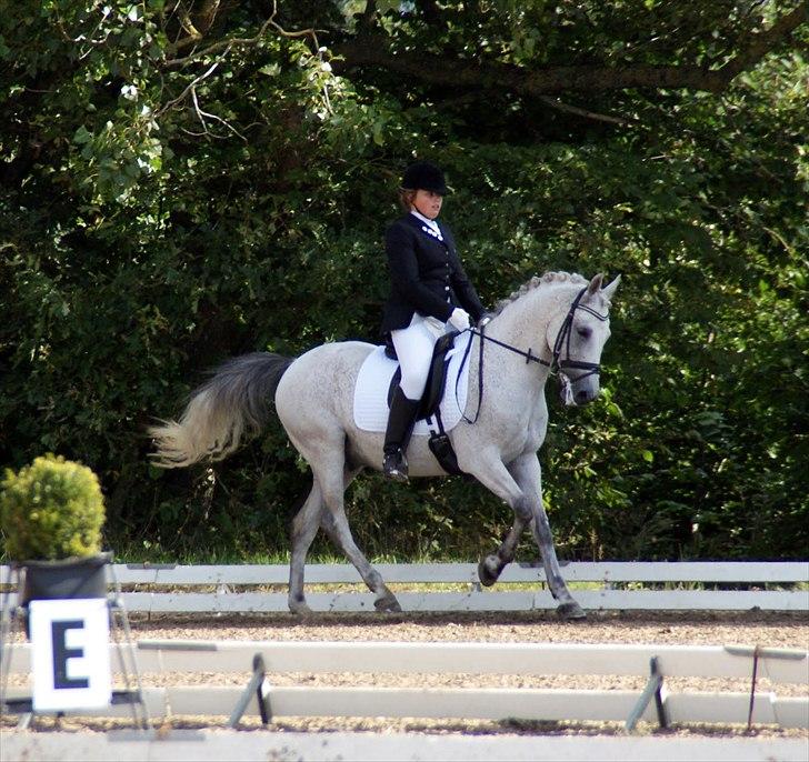 Anden særlig race Kashmir B - pony - solgt - 14) Foto Kristine Ulsø billede 13