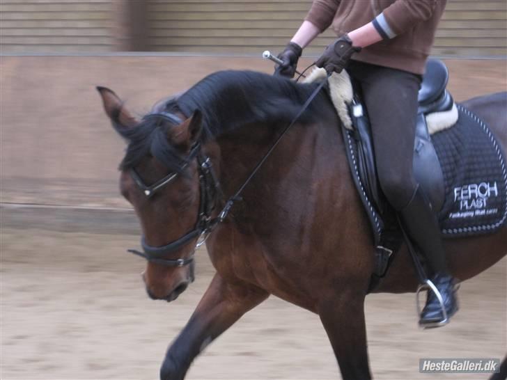 Anden særlig race Færch's Lady | gl. part. R.I.P  - Helt fantastisk pony, helt fantastisk dressurtime og en utrolig overvældet Ane! følelsen af at vores arbejde gav pote var uforglemmelig! :'-) billede 11