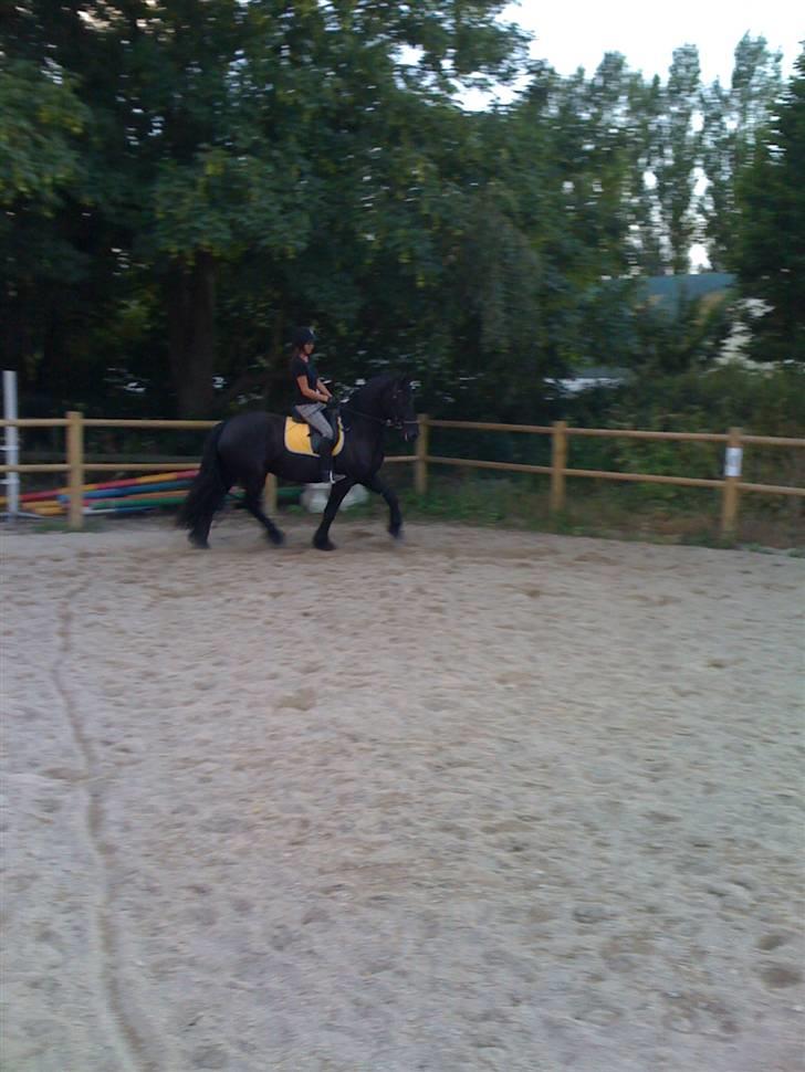 Frieser Rintje  billede 8