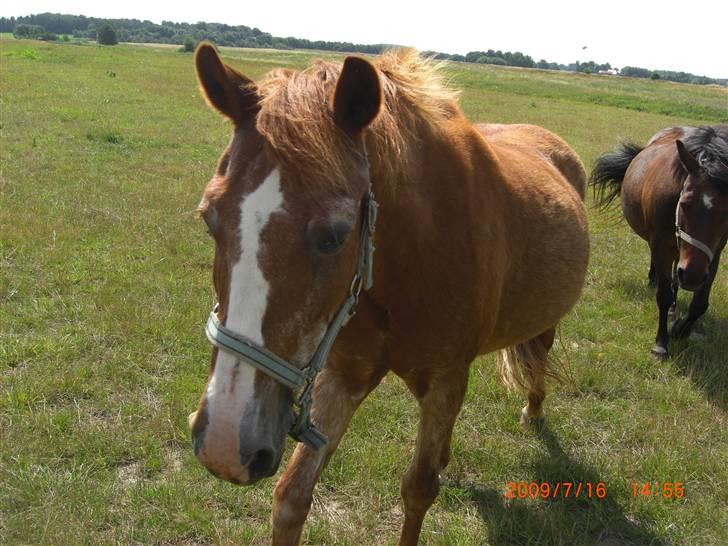 Anden særlig race Emma (R.I.P D':) - Emma på sommerfolden, bag ved hende er Cindy ;D Fotograf: Moi billede 11