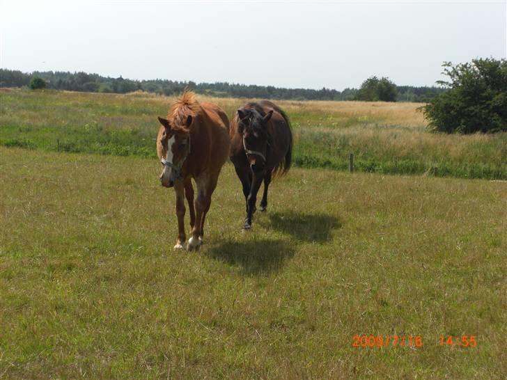 Anden særlig race Emma (R.I.P D':) - På sommerfolden :D Bag ved hende Cindy ;D Fotograf: Mich (; billede 12