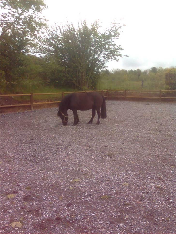 Anden særlig race perle - mit navn er perle billede 1