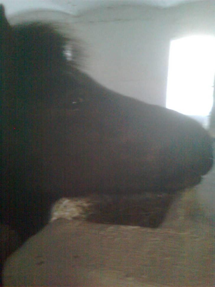 Anden særlig race perle - er jeg ikke cute billede 2