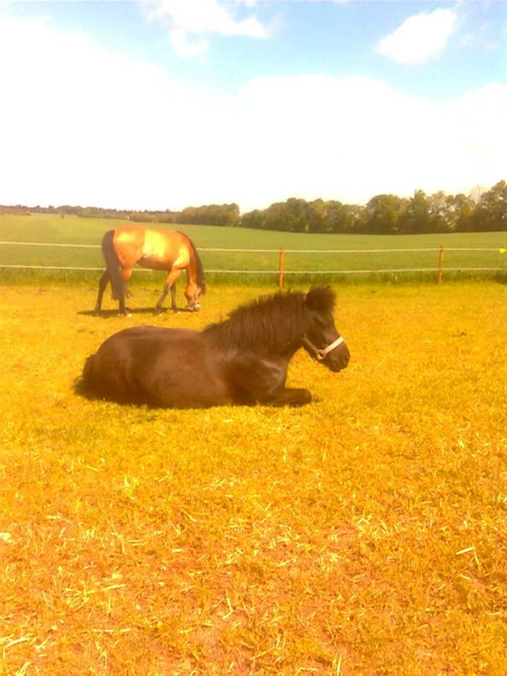 Anden særlig race perle - ren afslapning og solbad billede 3