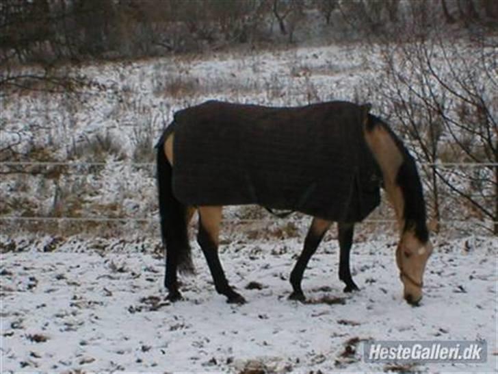 Palomino Enggaardens Anja - Anja står i fed og ro i sneen og leder efter græs :)   billede 5