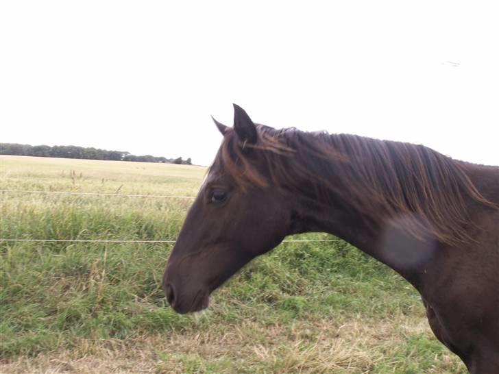 Norsk Varmblod  D'amour billede 9