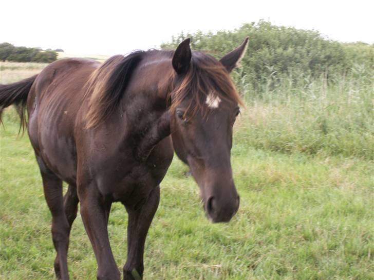 Norsk Varmblod  D'amour billede 10