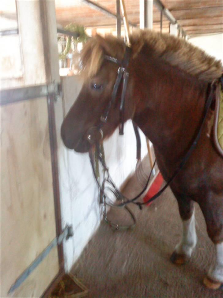 Shetlænder ..¤Totto¤.. *solgt* :'( - Totto da jeg skulle ride på ham efter lang tid <3 billede 14