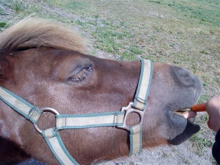 Shetlænder ..¤Totto¤.. *solgt* :'( billede 16